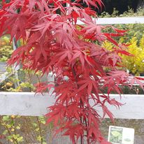 Mart Garden Centre Carlow