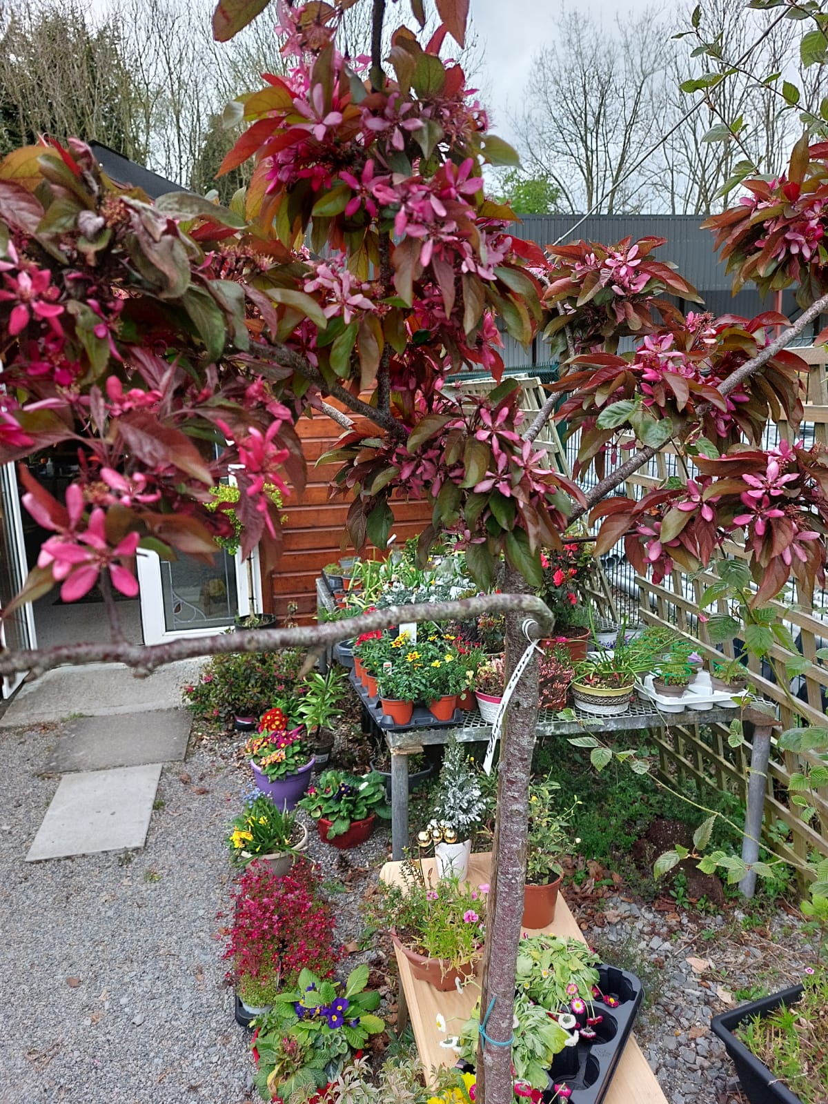 Selling Trees