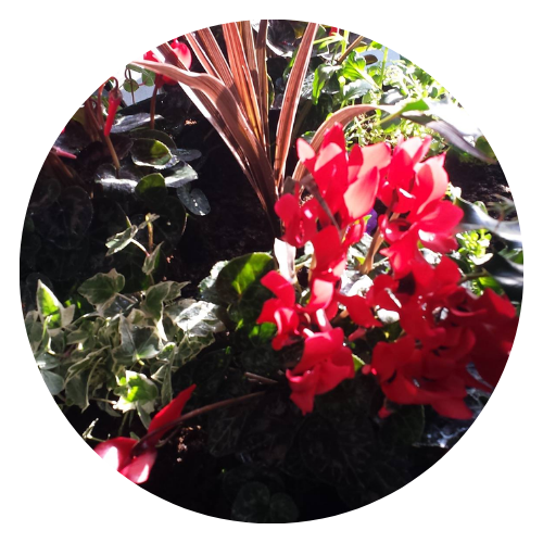 Mart Garden Centre Carlow