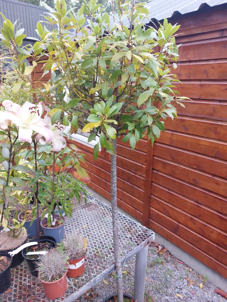 Buy Plants Carlow