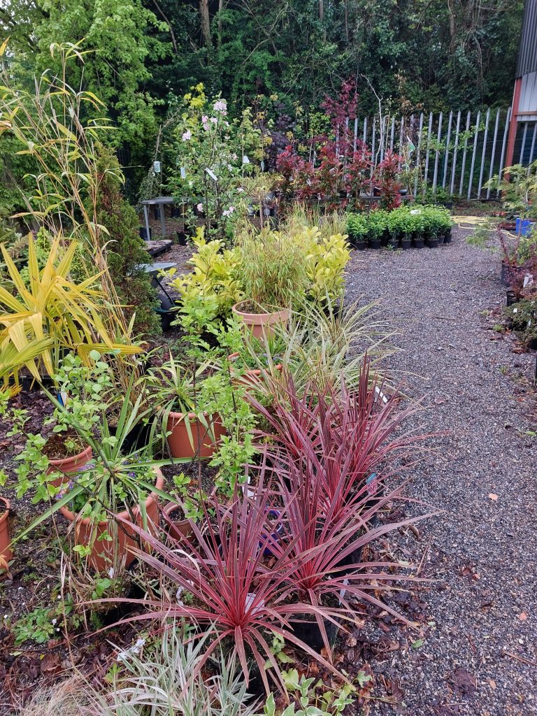 Shrubs for Sale Carlow