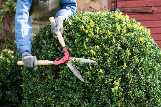 Hedging Plants Carlow