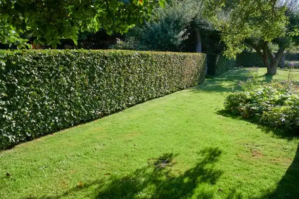 Hedging Plants Carlow