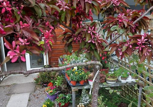 Selling Trees